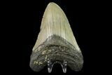 3.47" Fossil Megalodon Tooth - North Carolina - #129961-2